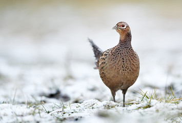 Ringneck Pheasant (Phasianus colchicus) female