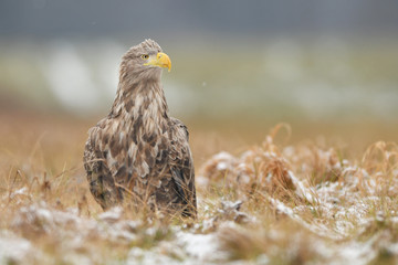 White tailed eagle (Haliaeetus albicilla)