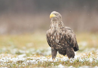 White tailed eagle (Haliaeetus albicilla)