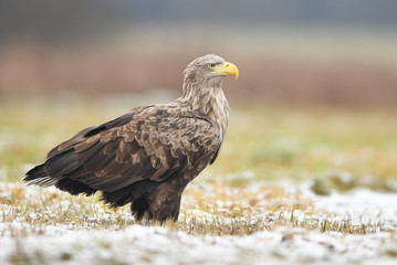 White tailed eagle (Haliaeetus albicilla)