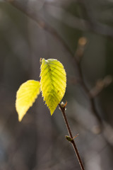Beautiful Green Yellow Glowing Autumn Leaves on a Sunny Day in Plitvice Lakes