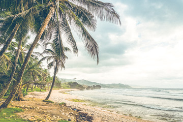 Obraz na płótnie Canvas palm tree beach barbados