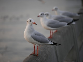 Wonderful picturesque places , many seagulls and good view at Bangpu Recreation Center ,Samut Prakan THAILAND.