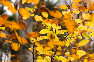 Golden Orange Yellow Autumn Leaves in Plitvice Lakes National Park in Europe