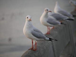 Wonderful picturesque places , many seagulls and good view at Bangpu Recreation Center ,Samut Prakan THAILAND.