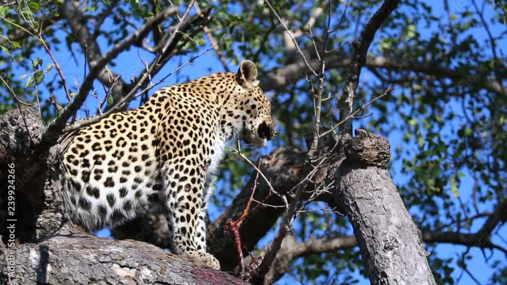 Poster A Leopard with full belly keeps a lookout from within a maroela tree, then jumps too another branch to lay down.