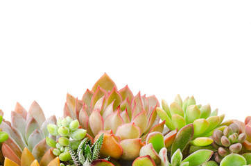 Arrangement of various types red and green succulent flowering houseplants white background