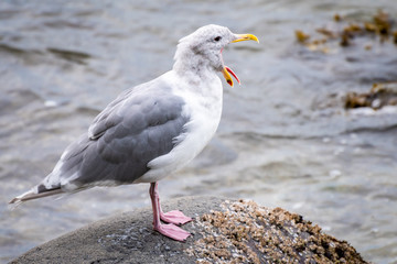 Herring Gull (Larus Argentatus) standing seaside, yawning, mouth wide open tongue sticking out
