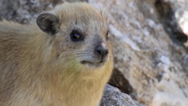 Rock hyrax
