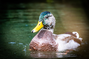 Male Mallard Duck (drake) with green streak on head, yellow and black bill, and brown and white body, swimming in a pond in Vancouver, Canada