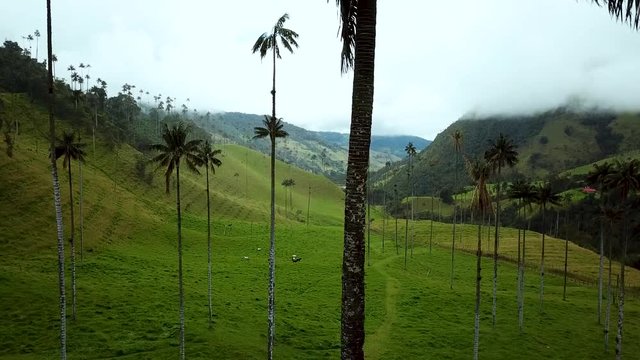 Tall Wax Palms of Salento, Colombia