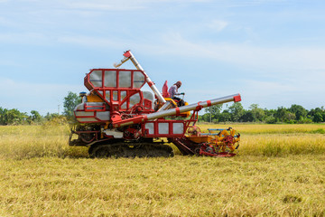 Fototapeta premium Combine harvester Working on rice field. Harvesting is the process of gathering a ripe crop