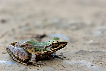Swinhoe's frog (Odorrana swinhoana) (Boulenger, 1903).