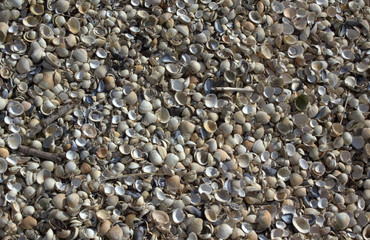 Cockle shells on the beach