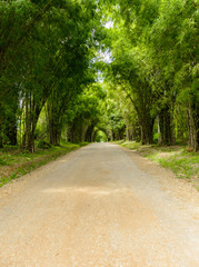 background of Bamboo tunnel