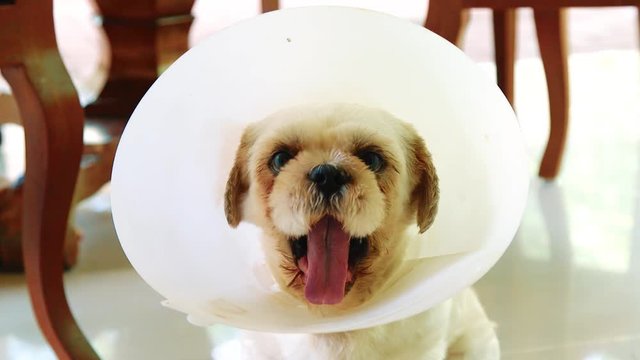 Cute white dog yawning and wearing an Elizabethan collar