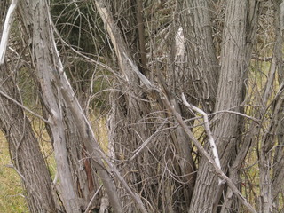 New Zealand.  South Island nature