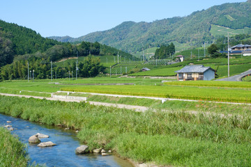京都府和束町の茶畑と田んぼ