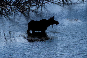 SIlhouette of a Female Moose wading through Sawmill Pond