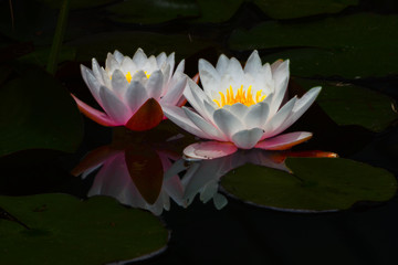 Glowing Water Lilly with Reflection