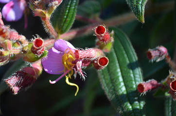 Flower in Garden