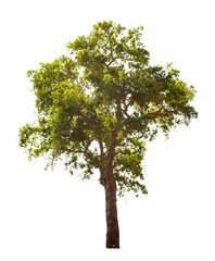 Isolated tree on white background