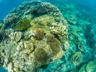 Fototapeta na wymiar under water of natural sea coral in tropical island