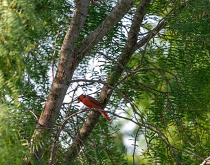 Cardinal in a tree