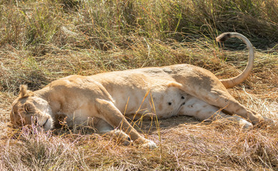Close-up full body portrait of female lion, Panthera leo,  lying on her side in tall grass with curled tail in the air