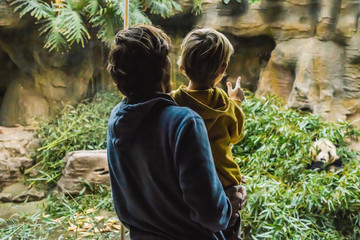 Dad and son at the zoo watch panda eat bamboo - obrazy, fototapety, plakaty