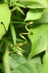 spiral branch of Small plant