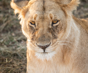 Close up frontal head and shoulders portrait of female lion, Panthera leo, in  golden light