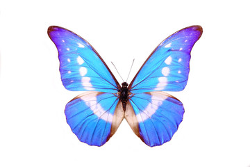 Butterfly : Blue Morpho Butterfly (Morpho Helena) , isolated on white background.