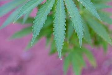 Close up of cannabis leaf