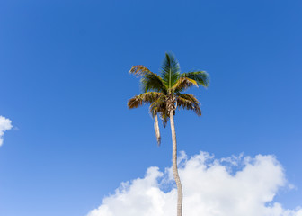 A lonely palm tree on a sunny day with beautiful blue skies