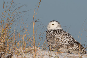 Snowy Owl sitting