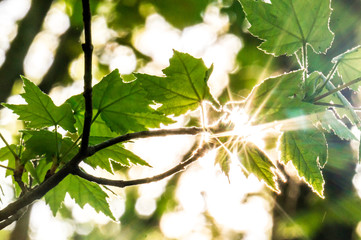 Sunburst through leaves