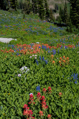 Grand Teton Wildflowers