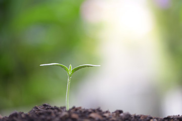 small young green sapling growing plants