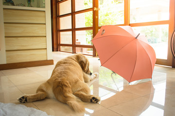 Golden Retriever (Dog) Sleeping on the Floor Waiting for a Walk