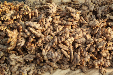 fresh ginger at farmers house