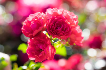 Rose flower on a green blur background.