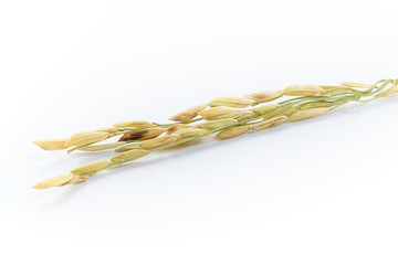 Paddy rice isolated on white background. - image