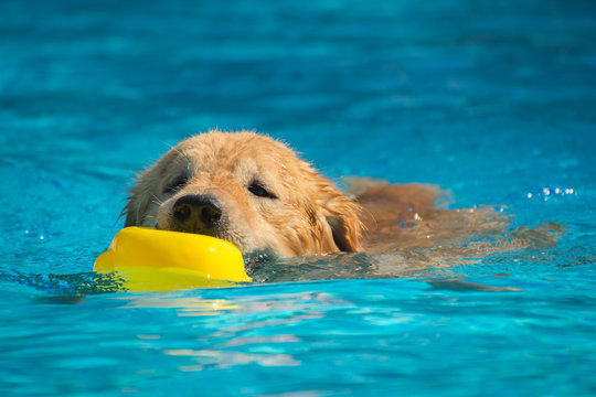 Golden Retriever (Dog) Exercise in Swimming Pool