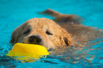 Golden Retriever (Dog) Exercise in Swimming Pool