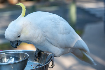 Feeding A parrot