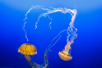 Colorful Jellyfish under water at California