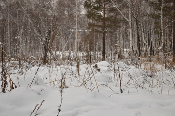 winter landscape