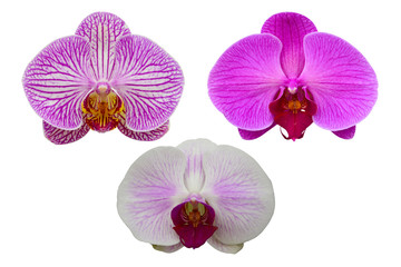 Fototapeta premium close up of purple and white orchids, beautiful Phalaenopsis streaked orchid flowers isolated on white background, clipping path