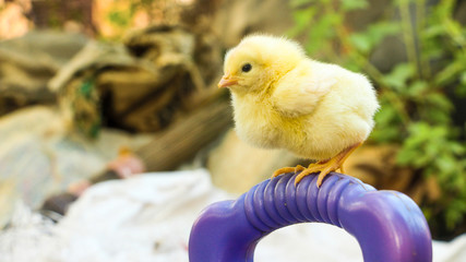 Cute Yellow Chick